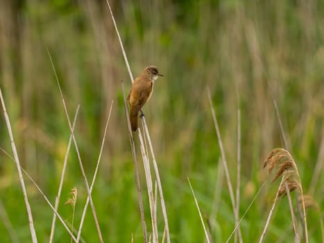 Great Reed Warbler perched on the reeds amidst lush green grasses.