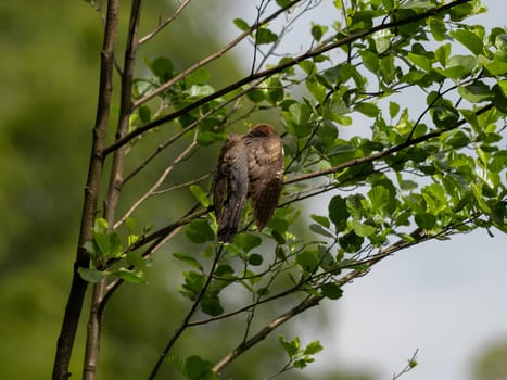 Common cuckoo perched gracefully on a tree branch.