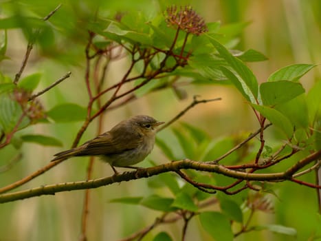 Tiny bird perched on a branch.