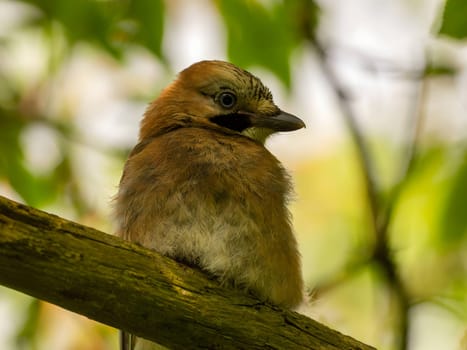 Eurasian Jay perched on a tree branch, surrounded by lush green foliage.