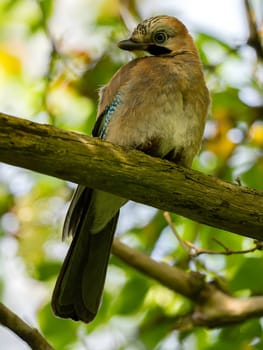 Eurasian Jay perched on a tree branch, surrounded by lush green foliage.