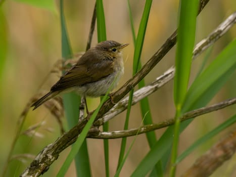 Tiny bird perched on a branch.