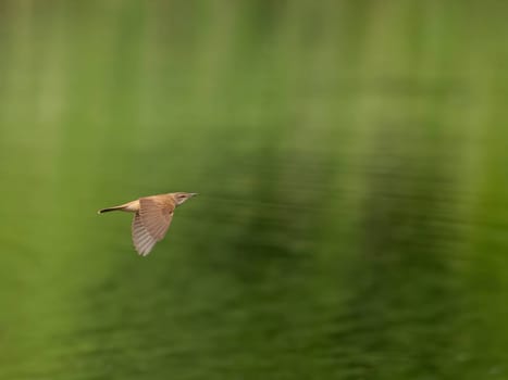 Great Reed Warbler perched on the reeds amidst lush green grasses.