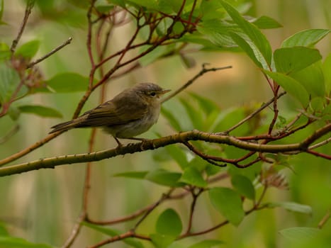 Tiny bird perched on a branch.
