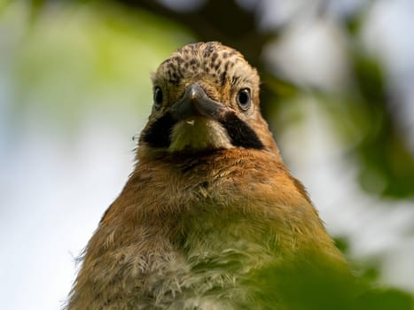 Eurasian Jay perched on a tree branch, surrounded by lush green foliage.