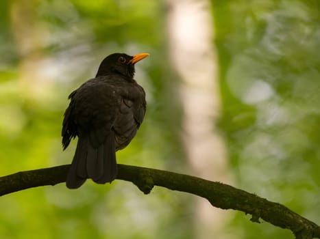 Common blackbird perched on a tree branch, background features blurred vegetation.
