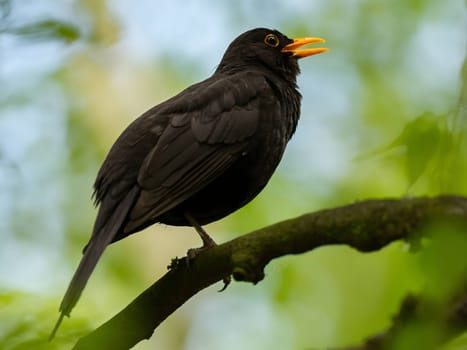 Common blackbird perched on a tree branch, background features blurred vegetation.
