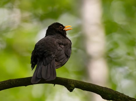 Common blackbird perched on a tree branch, background features blurred vegetation.