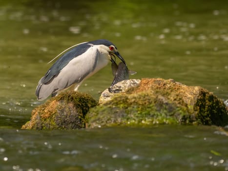 Black-crowned night heron capturing a fish in its beak.