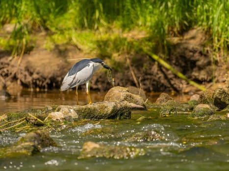 Black-crowned night heron capturing a fish in its beak.