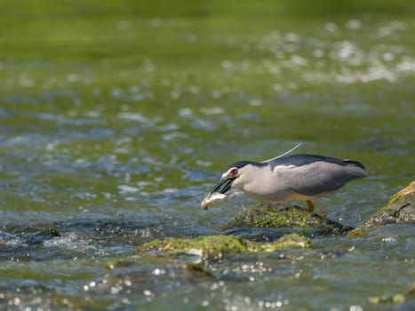 Black-crowned night heron capturing a fish in its beak.