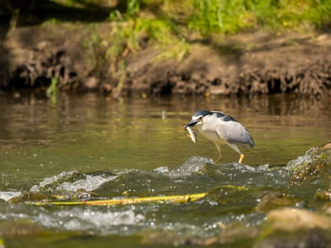 Black-crowned night heron capturing a fish in its beak.
