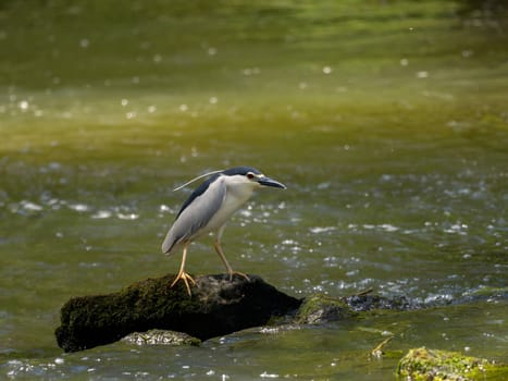 Black-crowned night heron perched on a rock in the water.