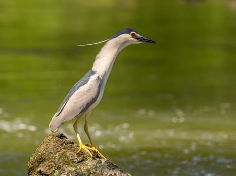Black-crowned night heron perched on a rock in the water.