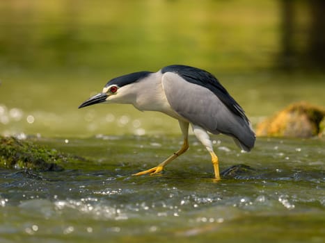 Black-crowned night heron perched on a rock in the water.