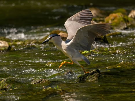 Black-crowned night heron perched on a rock in the water.