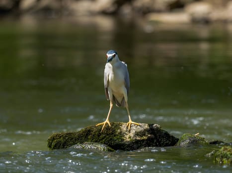 Black-crowned night heron perched on a rock in the water.