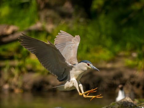 Black-crowned night heron soaring with outstretched wings.