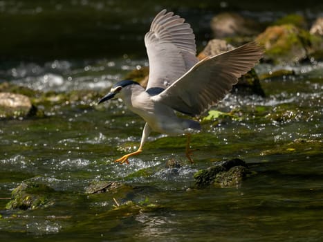 Black-crowned night heron soaring with outstretched wings.