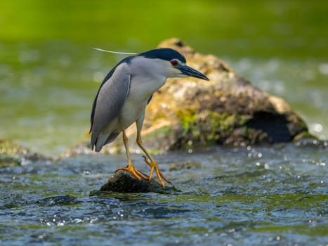 Black-crowned night heron perched on a rock in the water.