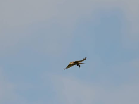 The skilled Common Kestrel is captured in flight, clutching its hunted mouse prey, and isolated against the vast expanse of the sky.