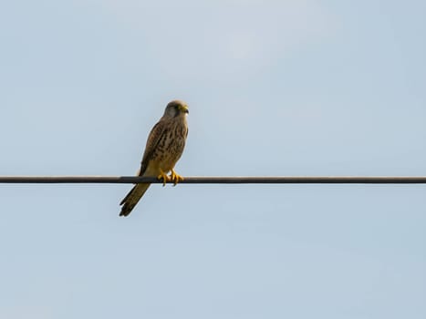 The majestic Common Kestrel soars gracefully against the boundless sky, its keen eyes scanning for prey in this vast expanse.
