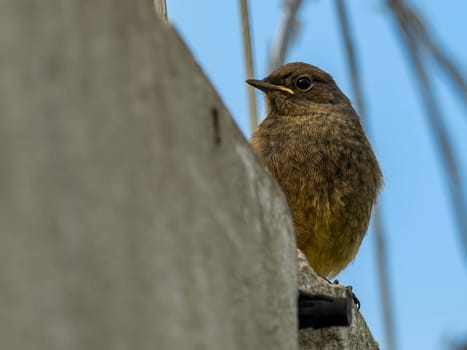 The Black Redstart, a striking bird with its black plumage, stands out against the vast expanse of the sky, adding a touch of beauty to the natural canvas.