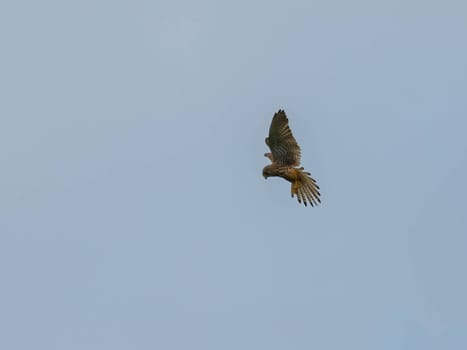 The Common Kestrel displays its aerial prowess, soaring gracefully and isolated against the vast expanse of the sky.
