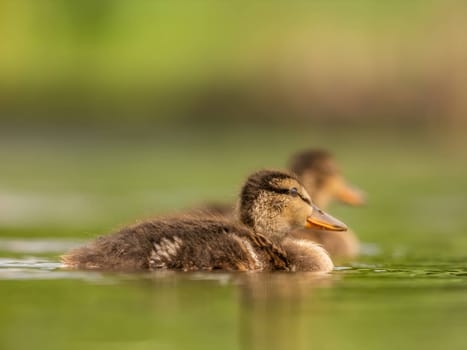 The young wild duck glides gracefully on the water, exploring its surroundings with curiosity and innocence. Nature's wonders unfold before its eyes.