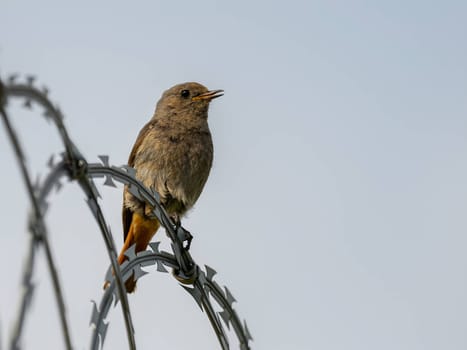 The resilient Black Redstart perches confidently on razor wire, its crimson tail contrasting against the clear blue sky, a symbol of adaptability and strength.