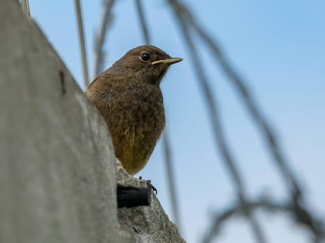 The resilient Black Redstart perches confidently on razor wire, its crimson tail contrasting against the clear blue sky, a symbol of adaptability and strength.