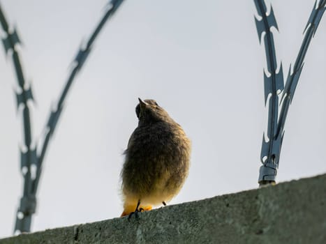 The resilient Black Redstart perches confidently on razor wire, its crimson tail contrasting against the clear blue sky, a symbol of adaptability and strength.