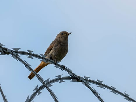 The resilient Black Redstart perches confidently on razor wire, its crimson tail contrasting against the clear blue sky, a symbol of adaptability and strength.