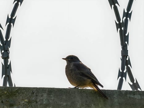 The resilient Black Redstart perches confidently on razor wire, its crimson tail contrasting against the clear blue sky, a symbol of adaptability and strength.