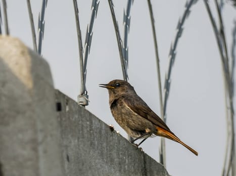 The resilient Black Redstart perches confidently on razor wire, its crimson tail contrasting against the clear blue sky, a symbol of adaptability and strength.