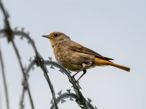 The resilient Black Redstart perches confidently on razor wire, its crimson tail contrasting against the clear blue sky, a symbol of adaptability and strength.