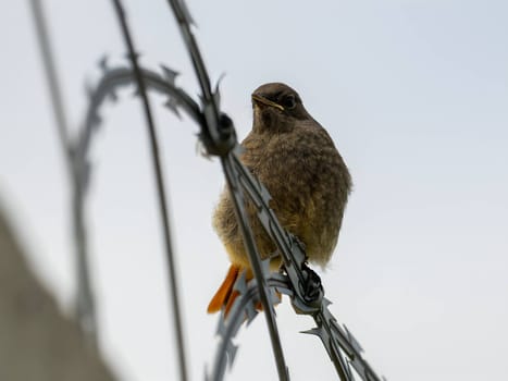The resilient Black Redstart perches confidently on razor wire, its crimson tail contrasting against the clear blue sky, a symbol of adaptability and strength.