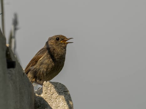 The Black Redstart, a striking bird with its black plumage, stands out against the vast expanse of the sky, adding a touch of beauty to the natural canvas.
