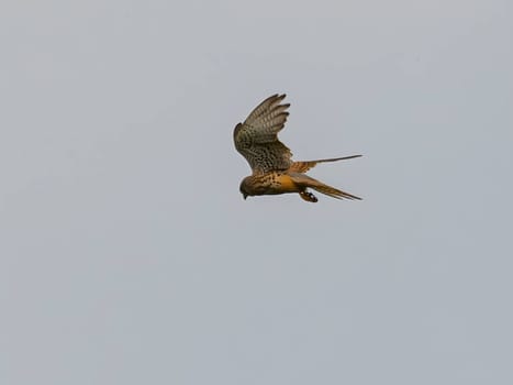 The Common Kestrel displays its aerial prowess, soaring gracefully and isolated against the vast expanse of the sky.