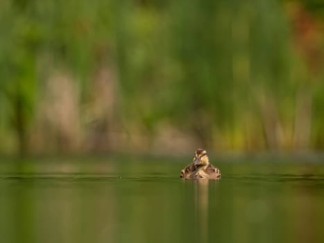 The wild duck floats peacefully on water, its feathers glimmering in the sunlight. Serene and elegant, it embodies nature's beauty.