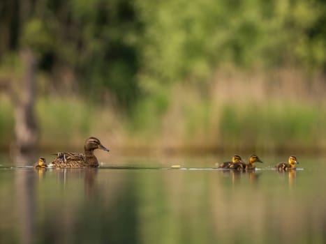 A heartwarming sight - young ducklings following their mother, joyfully swimming on calm waters surrounded by lush greenery. A picture of nature's beauty.