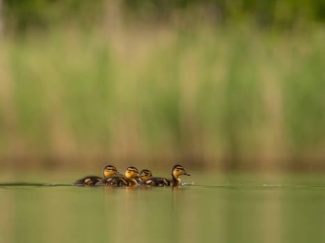 A heartwarming sight - young ducklings following their mother, joyfully swimming on calm waters surrounded by lush greenery. A picture of nature's beauty.