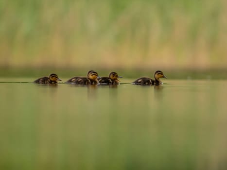 A heartwarming sight - young ducklings following their mother, joyfully swimming on calm waters surrounded by lush greenery. A picture of nature's beauty.