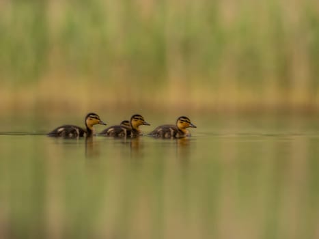 A heartwarming sight - young ducklings following their mother, joyfully swimming on calm waters surrounded by lush greenery. A picture of nature's beauty.