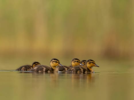 A heartwarming sight - young ducklings following their mother, joyfully swimming on calm waters surrounded by lush greenery. A picture of nature's beauty.