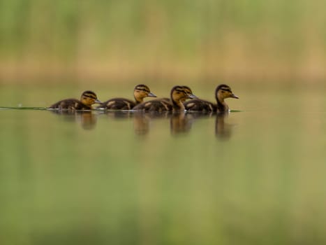 A heartwarming sight - young ducklings following their mother, joyfully swimming on calm waters surrounded by lush greenery. A picture of nature's beauty.