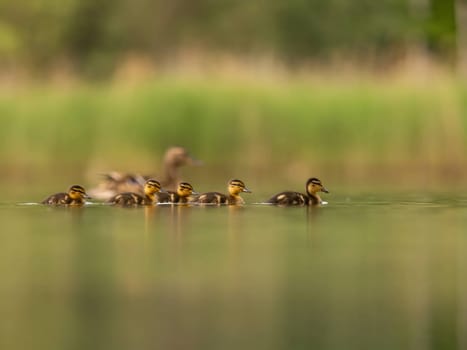 A heartwarming sight - young ducklings following their mother, joyfully swimming on calm waters surrounded by lush greenery. A picture of nature's beauty.