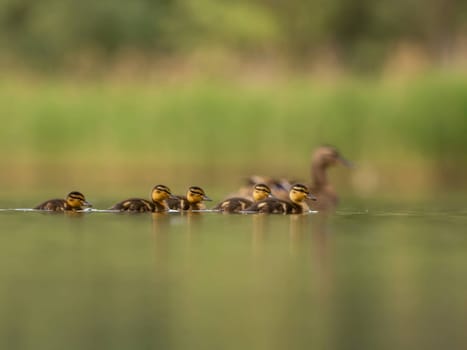 A heartwarming sight - young ducklings following their mother, joyfully swimming on calm waters surrounded by lush greenery. A picture of nature's beauty.