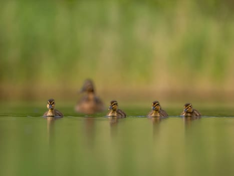 A heartwarming sight - young ducklings following their mother, joyfully swimming on calm waters surrounded by lush greenery. A picture of nature's beauty.