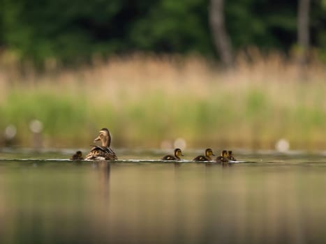 A heartwarming sight - young ducklings following their mother, joyfully swimming on calm waters surrounded by lush greenery. A picture of nature's beauty.